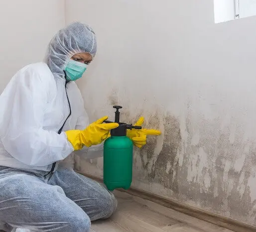 Mold treatment professional in action