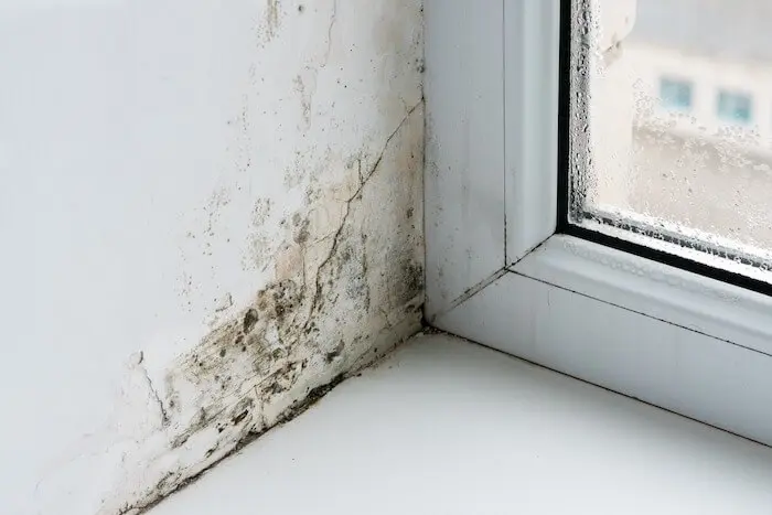 Moldy window corner restoration services