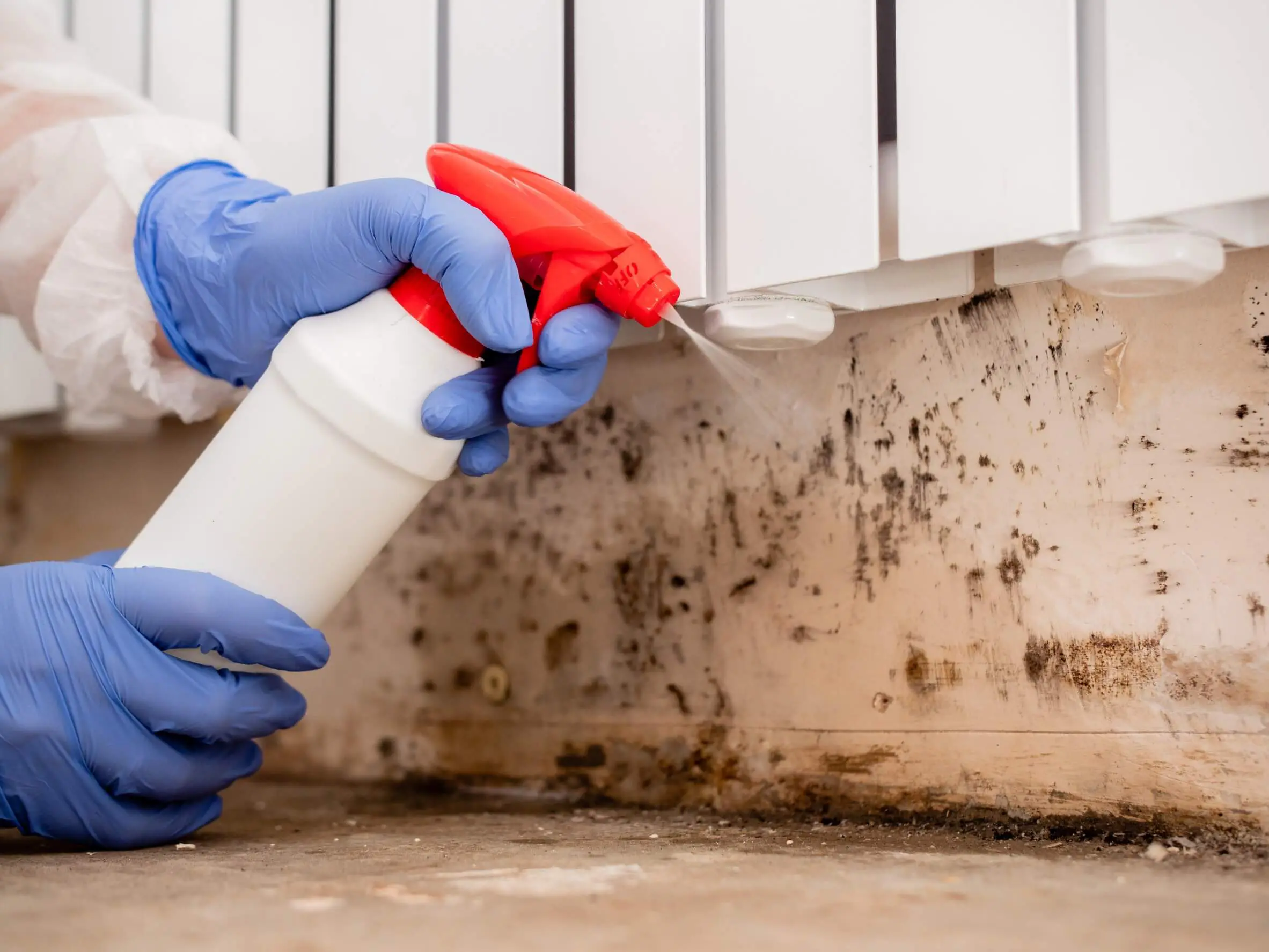 Mold removal cleaning service action