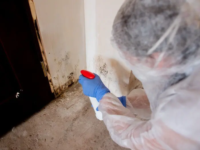 Mold removal and remediation service