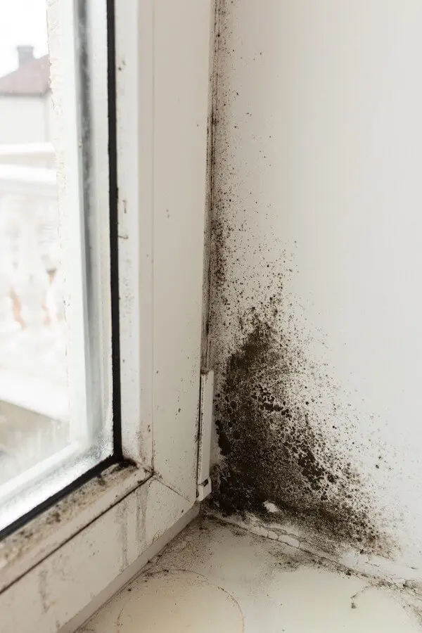 Mold near white window corner