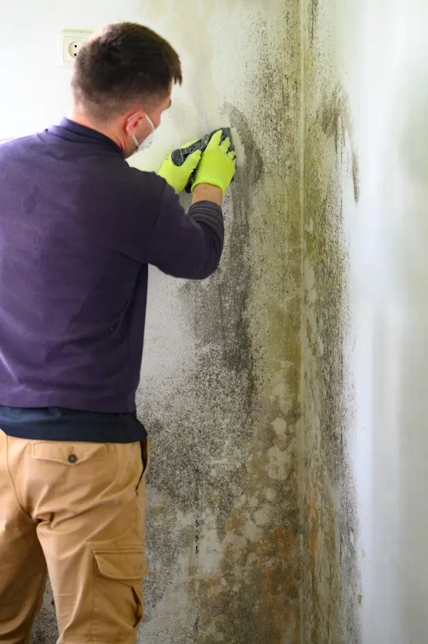 Mold removal cleaning service worker