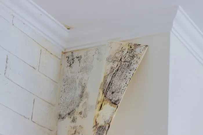 Mold remediation wall corner damage