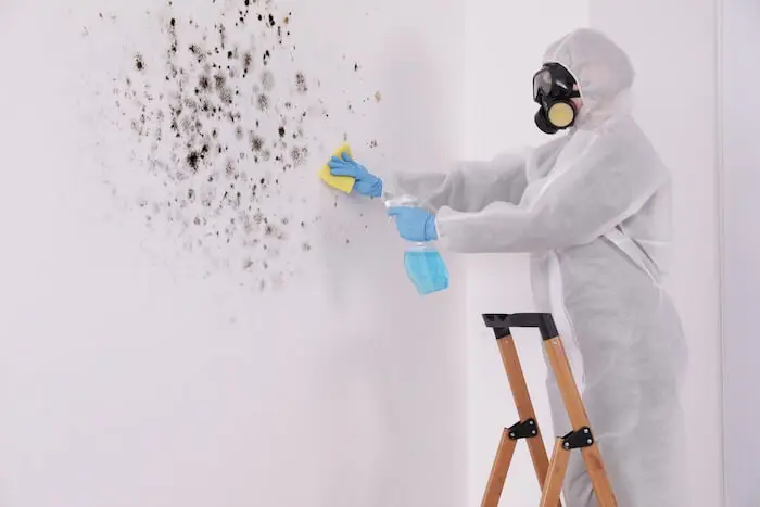 Mold removal wall cleaning service