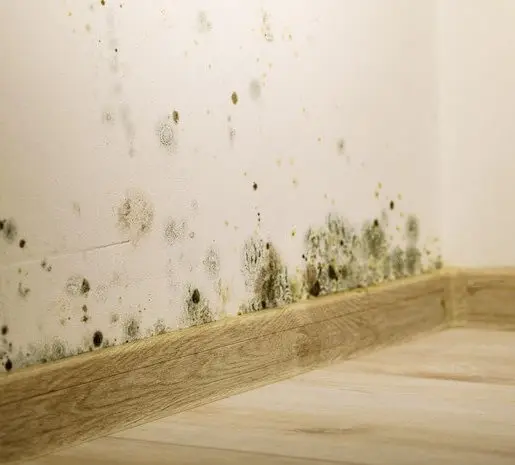 Mold on wall removal services