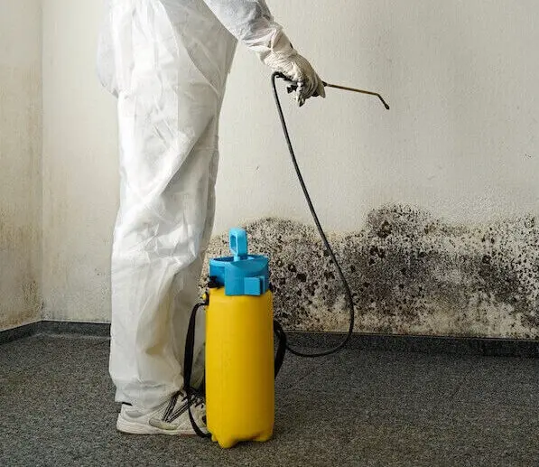 Mold remediation professional at work