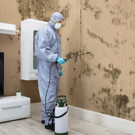 Mold remediation professional spraying walls