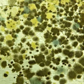 A surface covered with various shades of green and yellow mold spores